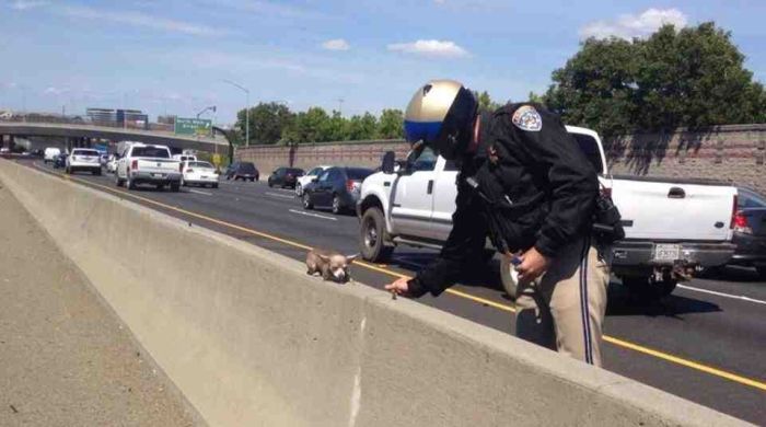 This Adorable Little Dog Got Lost On The Highway (2 pics)