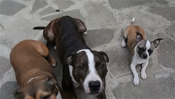 These Dogs Prove That Size Doesn't Matter (5 gifs)