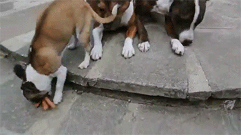 These Dogs Prove That Size Doesn't Matter (5 gifs)