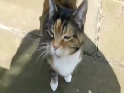 Cat Meets Its Master