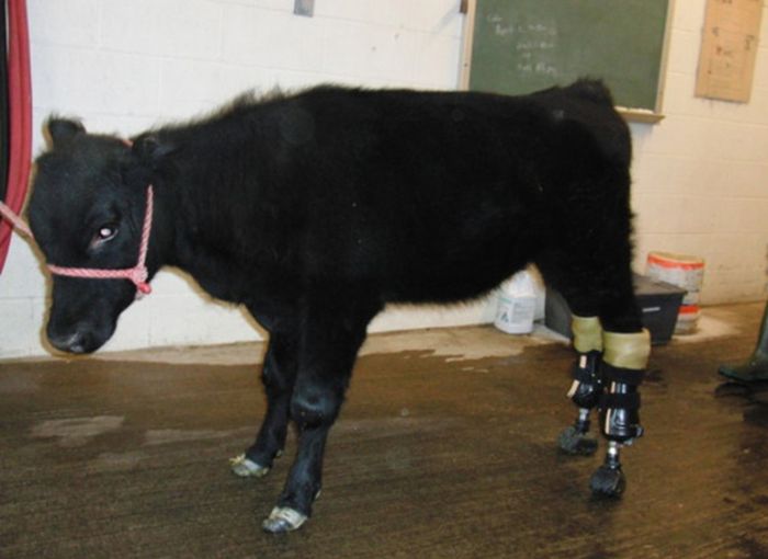 Courageous Animals With Prosthetic Limbs (9 pics)