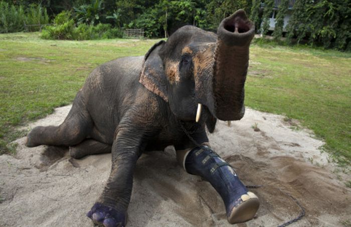 Courageous Animals With Prosthetic Limbs (9 pics)