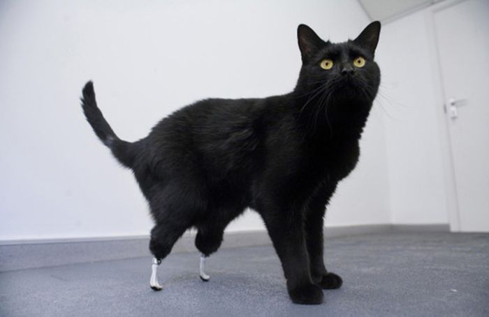 Courageous Animals With Prosthetic Limbs (9 pics)