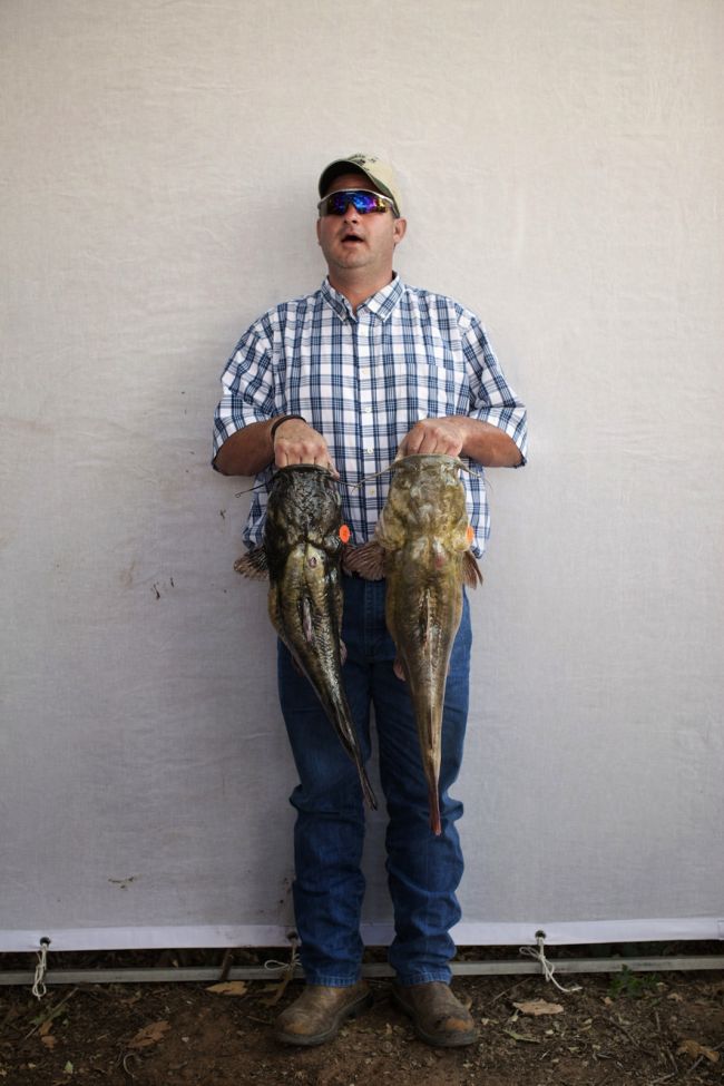 Would You Noodle These Giant Catfish? (32 pics)