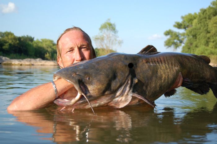 Would You Noodle These Giant Catfish? (32 pics)