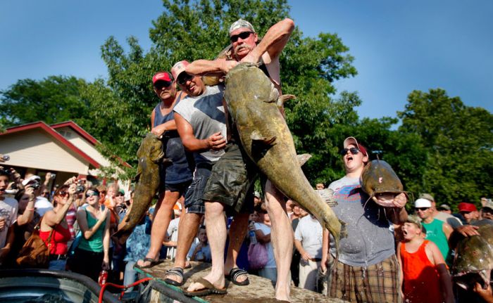 Would You Noodle These Giant Catfish? (32 pics)