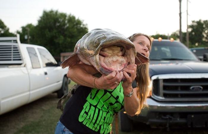 Would You Noodle These Giant Catfish? (32 pics)