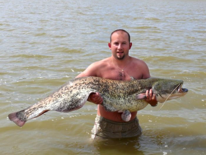 Would You Noodle These Giant Catfish? (32 pics)