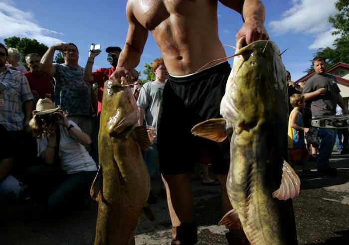 Would You Noodle These Giant Catfish? (32 pics)