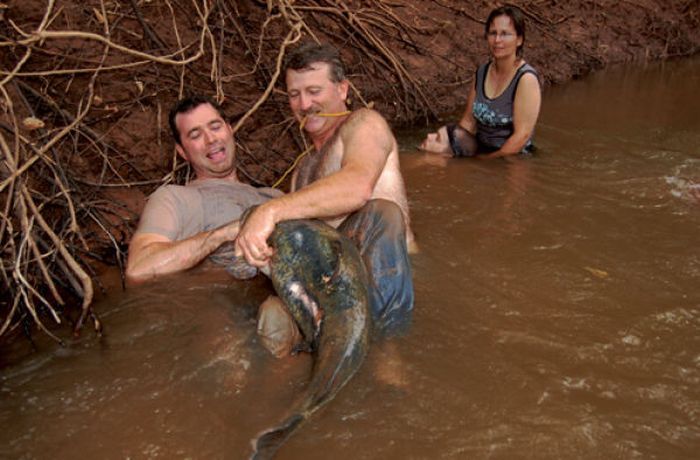 Would You Noodle These Giant Catfish? (32 pics)