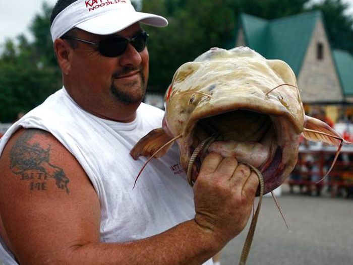 Would You Noodle These Giant Catfish? (32 pics)