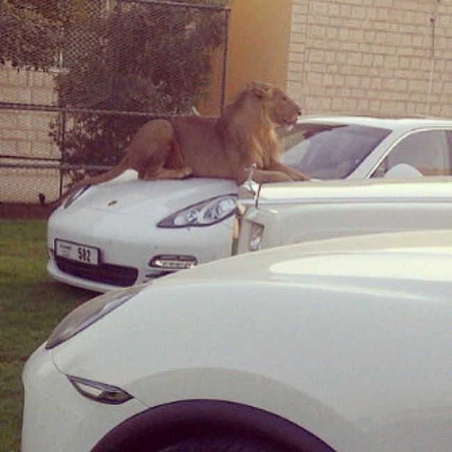 The Ridiculous Lives Of Rich People In Dubai (19 pics)