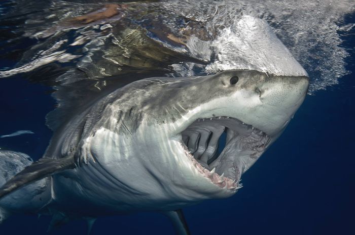 Very Interesting Photos. Part 29 (31 pics)
