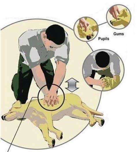 Learn How To Perform CPR On A Dog