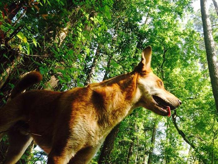 Dog Gets Bit By Rattlesnake Trying To Save Owner (7 pics)