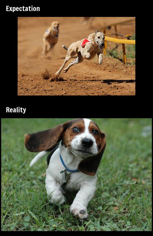 Awesome Life Moments Expectations Vs. Reality (22 pics)