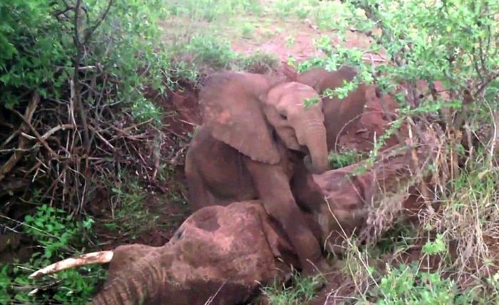 Baby Elephant Won't Leave Mother's Side (12 pics)