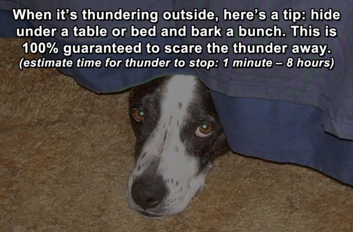 Hilarious Life Hacks For Dogs (7 pics)