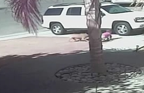 Cat Saves Little Boy From a Dog