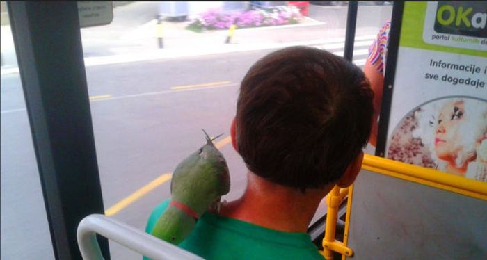 Things You Will Only See While Commuting In Serbia (58 pics)