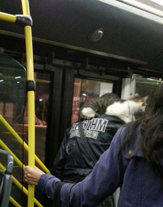 Things You Will Only See While Commuting In Serbia (58 pics)