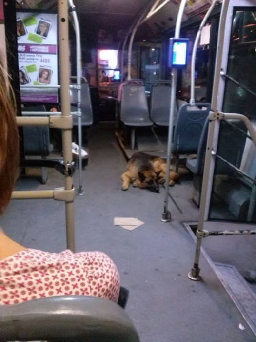Things You Will Only See While Commuting In Serbia (58 pics)