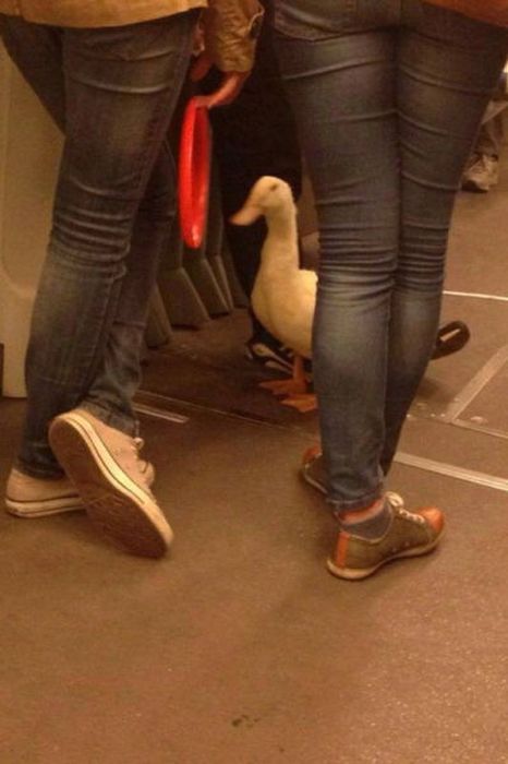 Things You Will Only See While Commuting In Serbia (58 pics)