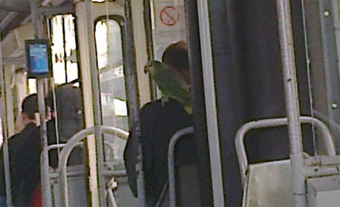 Things You Will Only See While Commuting In Serbia (58 pics)