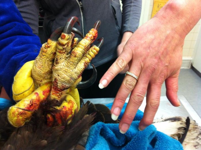 The Animal Hospital Never Expected This Guest To Arrive (7 pics)