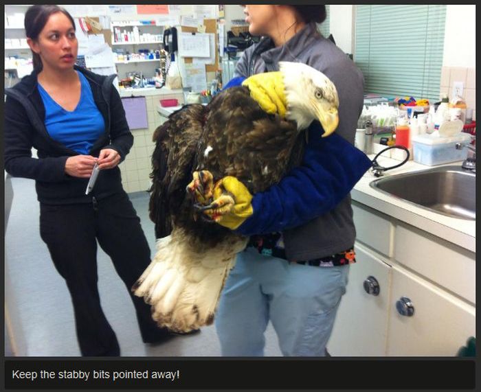 The Animal Hospital Never Expected This Guest To Arrive (7 pics)