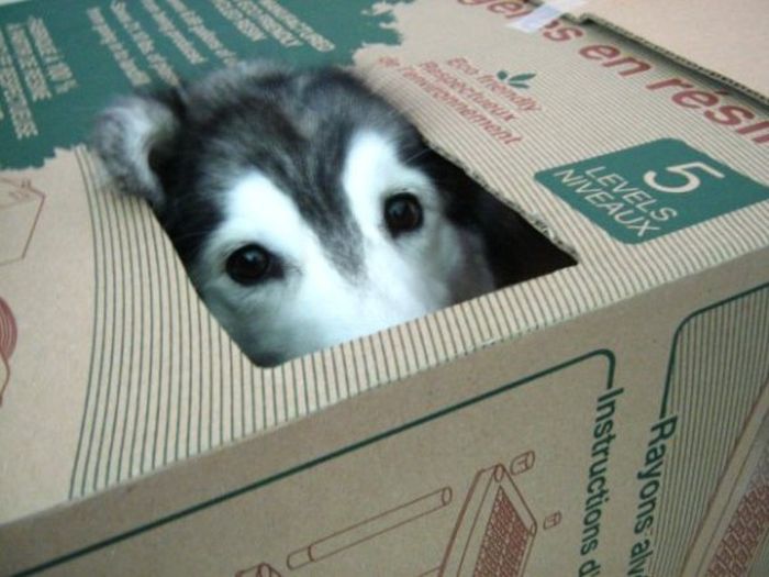 This Husky Was Raised By Cats Now It Wants To Be One (29 pics)