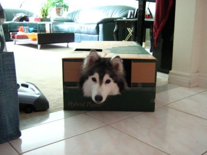 This Husky Was Raised By Cats Now It Wants To Be One (29 pics)