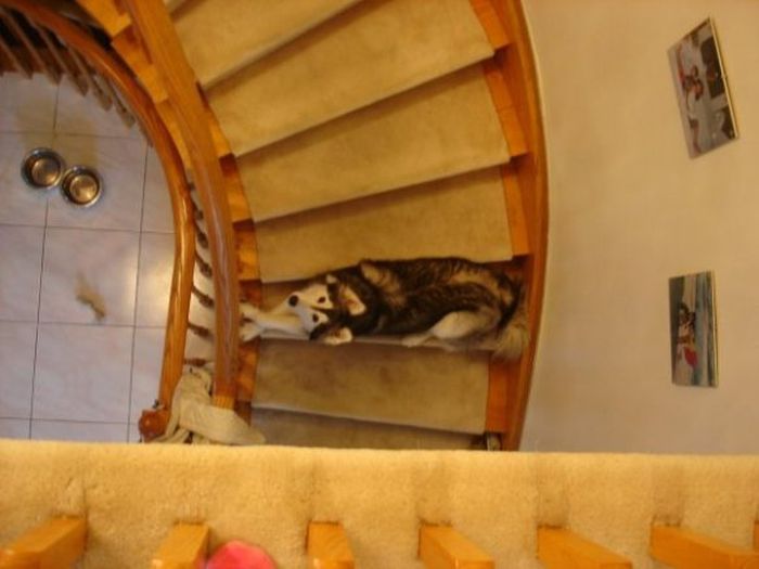 This Husky Was Raised By Cats Now It Wants To Be One (29 pics)