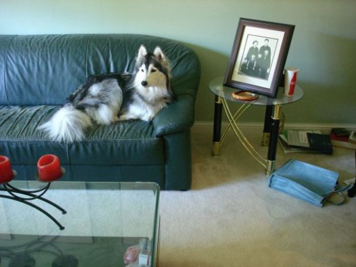 This Husky Was Raised By Cats Now It Wants To Be One (29 pics)