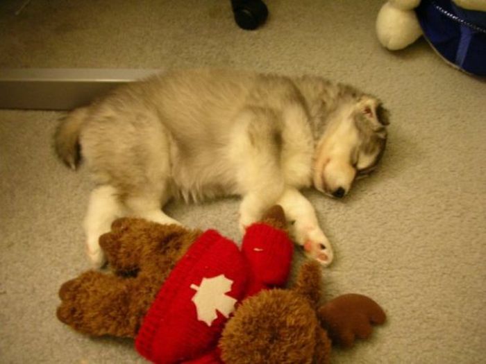 This Husky Was Raised By Cats Now It Wants To Be One (29 pics)