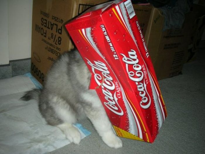 This Husky Was Raised By Cats Now It Wants To Be One (29 pics)