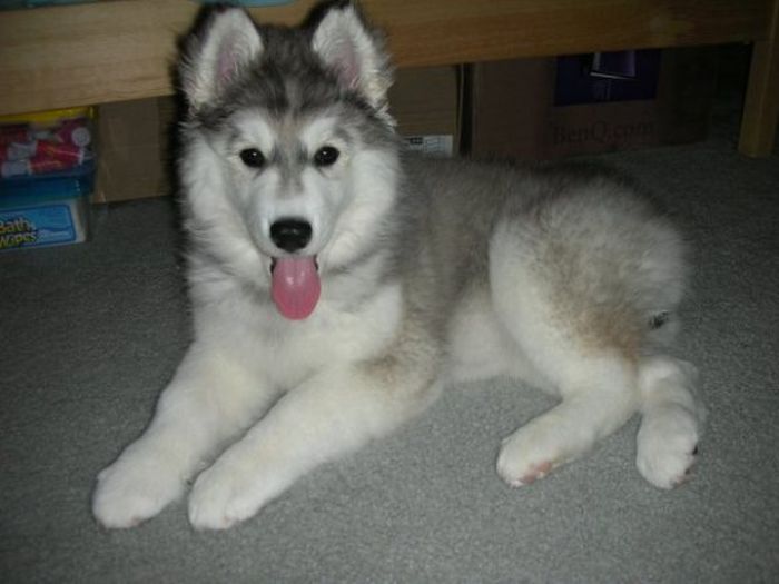 This Husky Was Raised By Cats Now It Wants To Be One (29 pics)