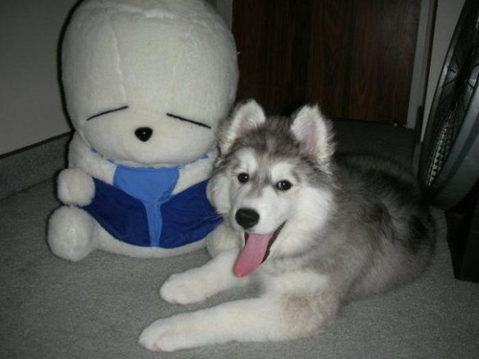 This Husky Was Raised By Cats Now It Wants To Be One (29 pics)