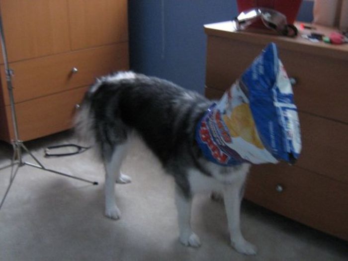 This Husky Was Raised By Cats Now It Wants To Be One (29 pics)