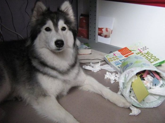 This Husky Was Raised By Cats Now It Wants To Be One (29 pics)