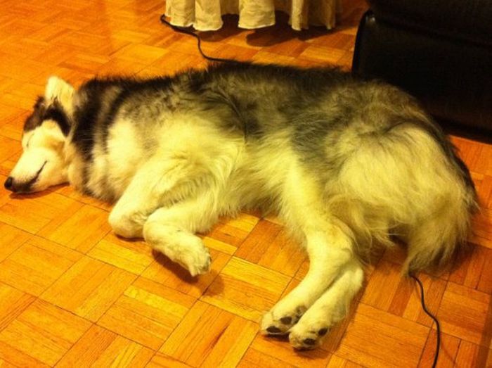 This Husky Was Raised By Cats Now It Wants To Be One (29 pics)