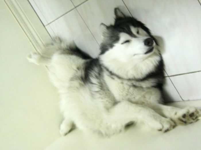 This Husky Was Raised By Cats Now It Wants To Be One (29 pics)