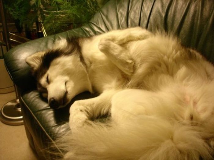 This Husky Was Raised By Cats Now It Wants To Be One (29 pics)