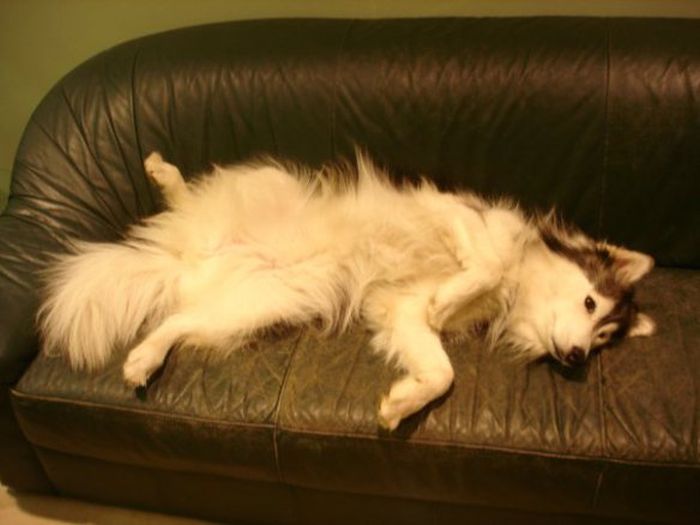 This Husky Was Raised By Cats Now It Wants To Be One (29 pics)