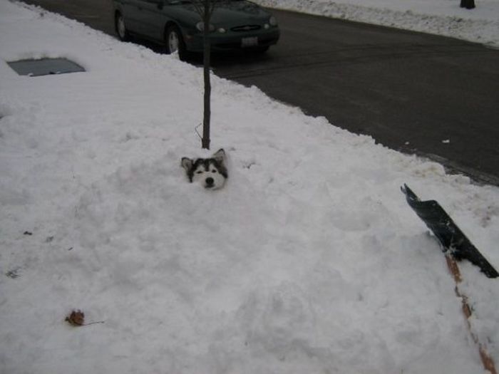This Husky Was Raised By Cats Now It Wants To Be One (29 pics)