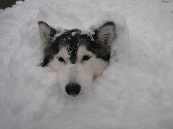 This Husky Was Raised By Cats Now It Wants To Be One (29 pics)