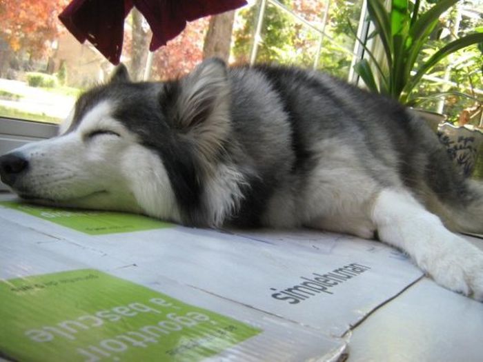 This Husky Was Raised By Cats Now It Wants To Be One (29 pics)