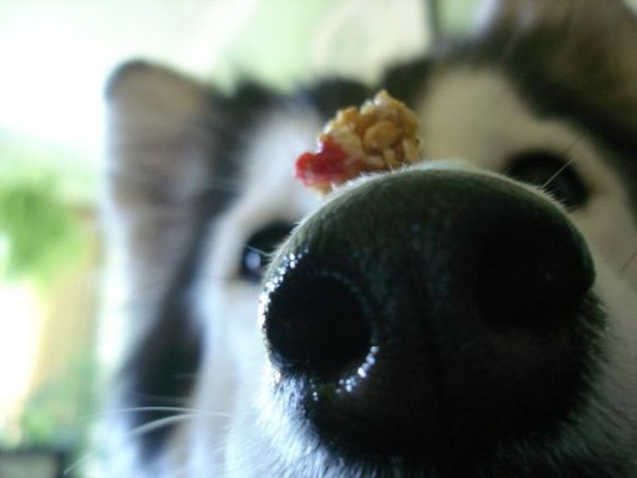 This Husky Was Raised By Cats Now It Wants To Be One (29 pics)