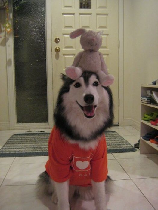 This Husky Was Raised By Cats Now It Wants To Be One (29 pics)