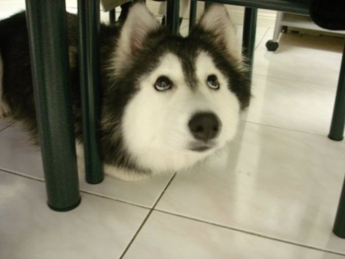 This Husky Was Raised By Cats Now It Wants To Be One (29 pics)